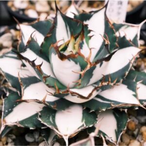 Agave 'Sun God' Variegated