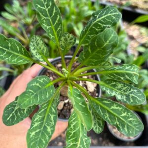 Euphorbia Fishbone (Seed Grown)