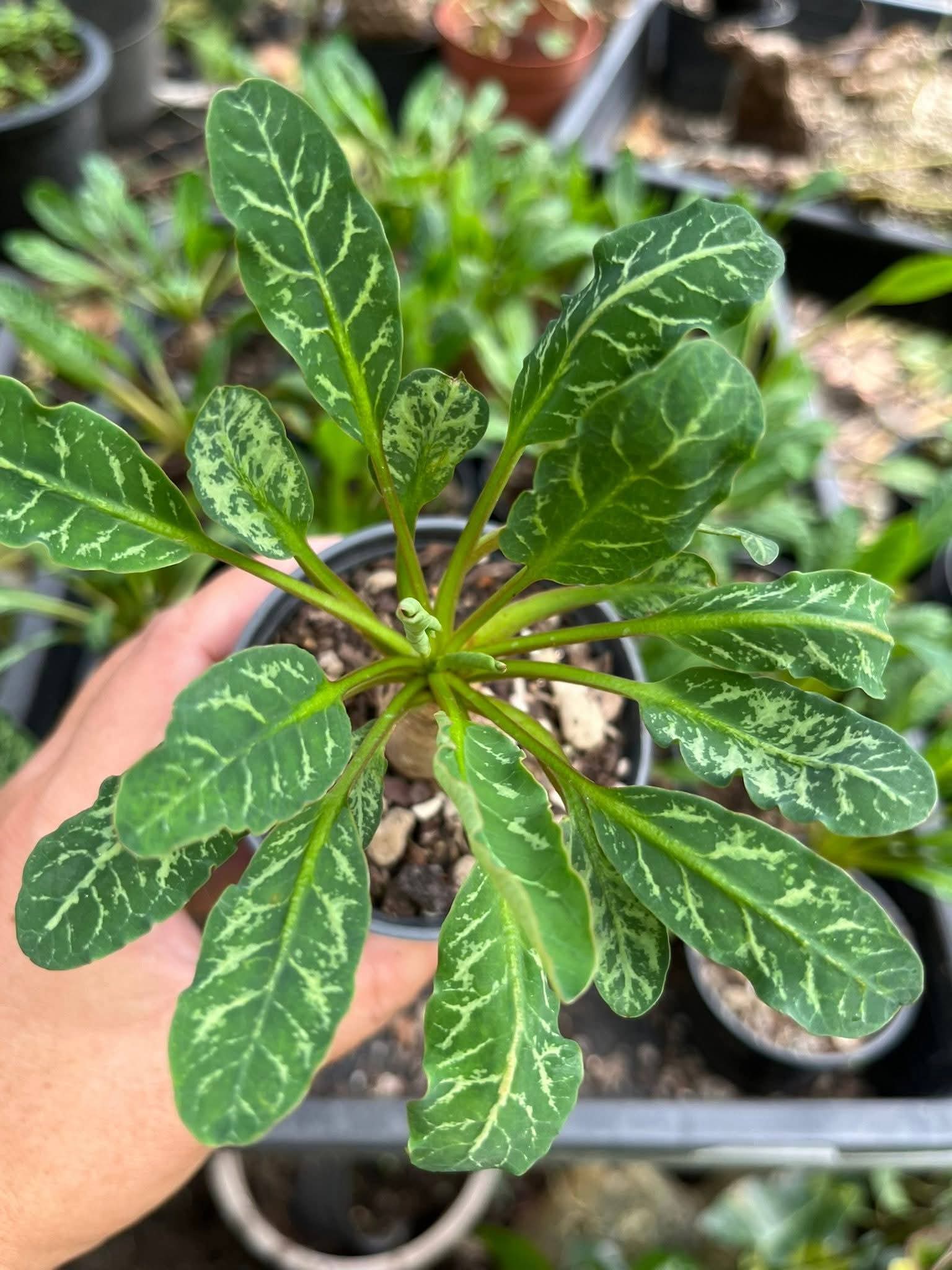 Euphorbia Fishbone (Seed Grown)