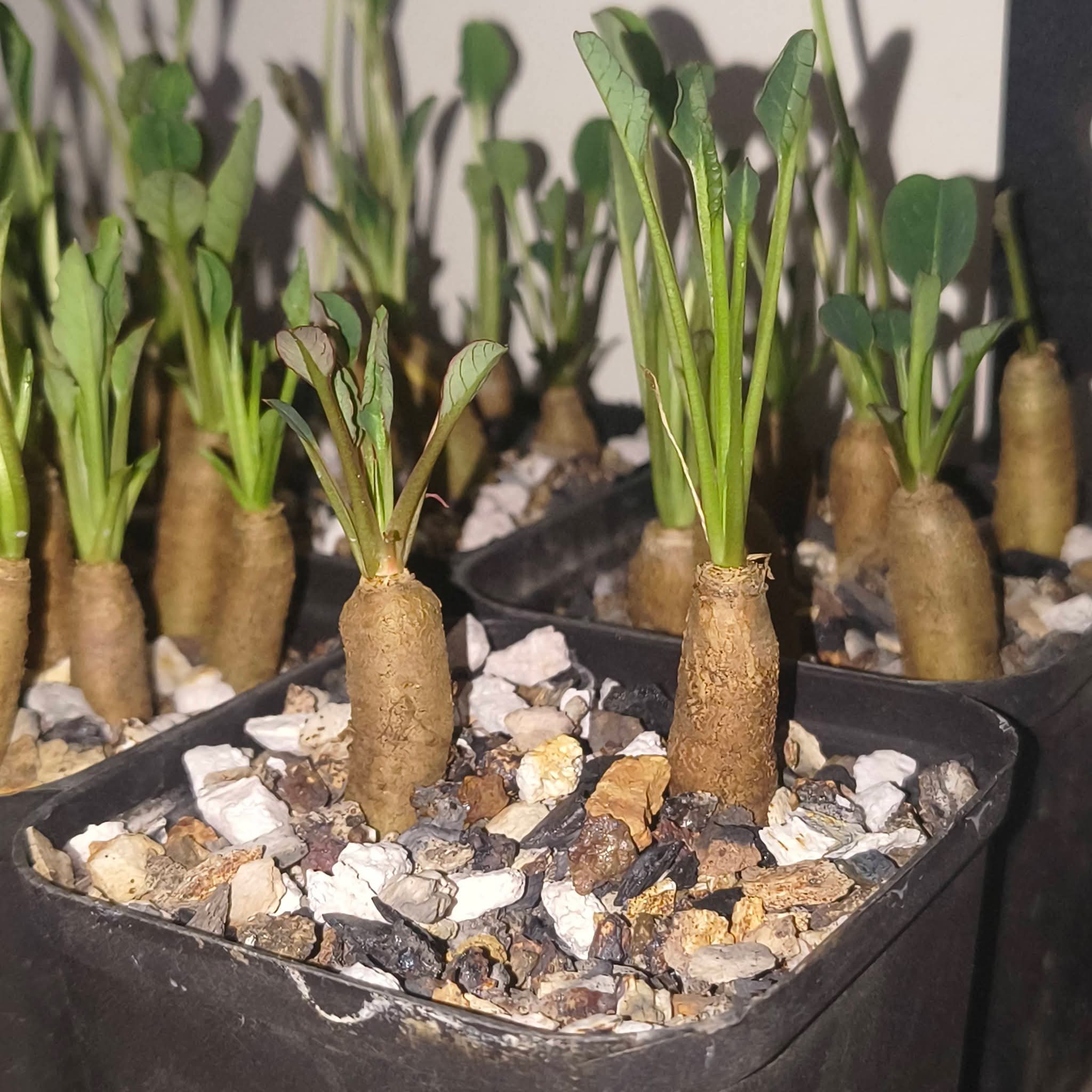 Euphorbia Fishbone (Seed Grown) - Image 3