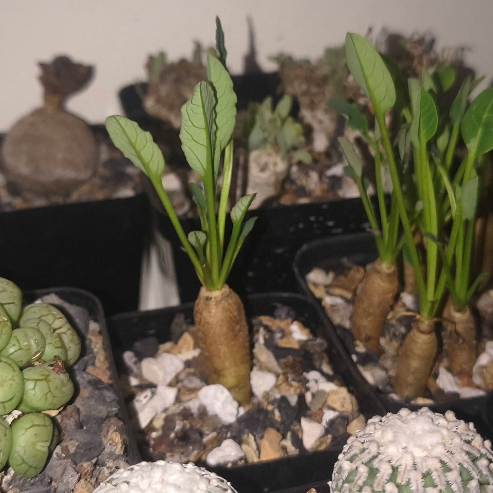 Euphorbia Fishbone (Seed Grown) - Image 2