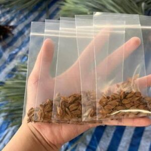 Pachypodium rutenbergianum Seeds