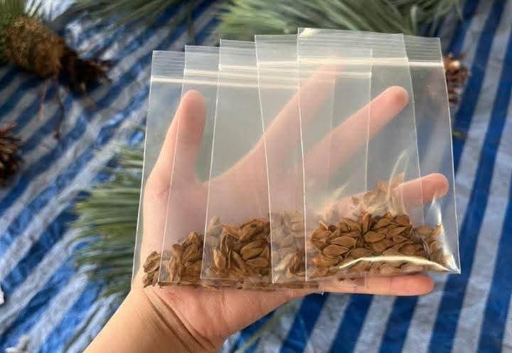 Pachypodium rutenbergianum Seeds
