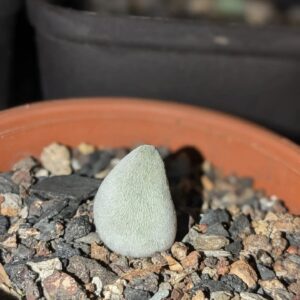 Muiria hortenseae