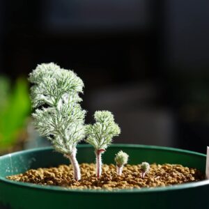 Eriospermum paradoxum