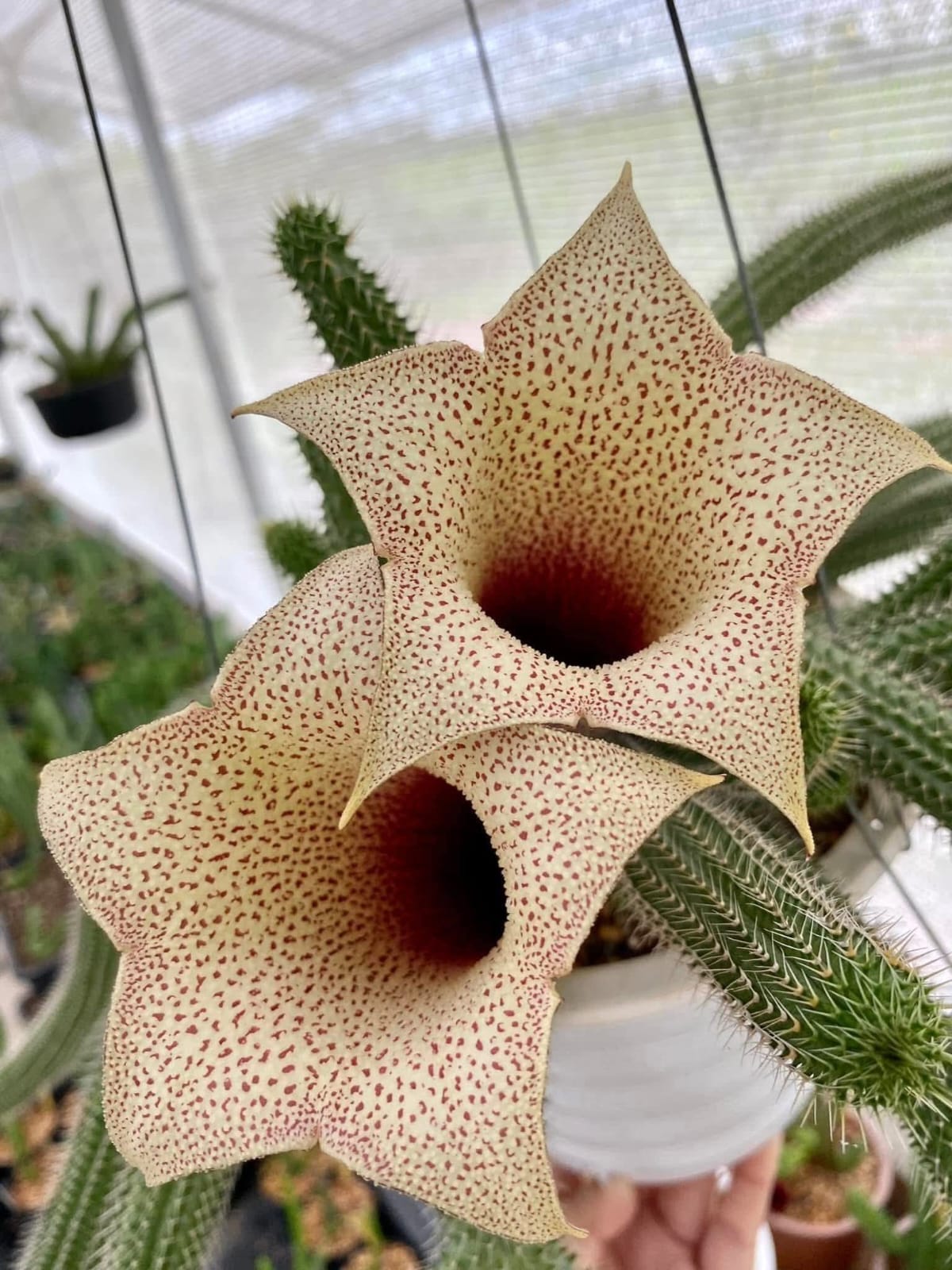 Tavaresia grandiflora (Seed Grown) - Image 3