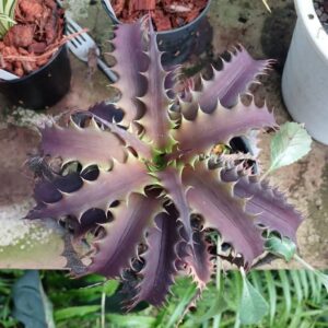 Orthophytum 'BrittleStar'
