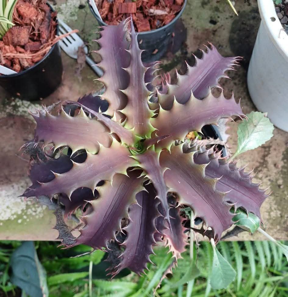 Orthophytum 'BrittleStar'