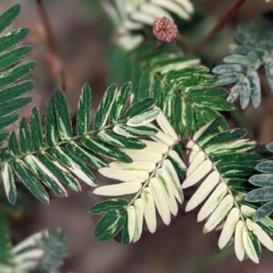 Variegated Mimosa pudica (Touch-Me-Not) – Set of 10 Seeds