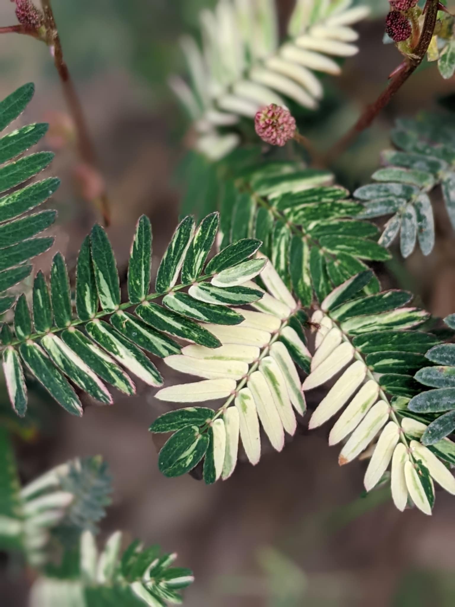 Variegated Mimosa pudica (Touch-Me-Not) – Set of 10 Seeds