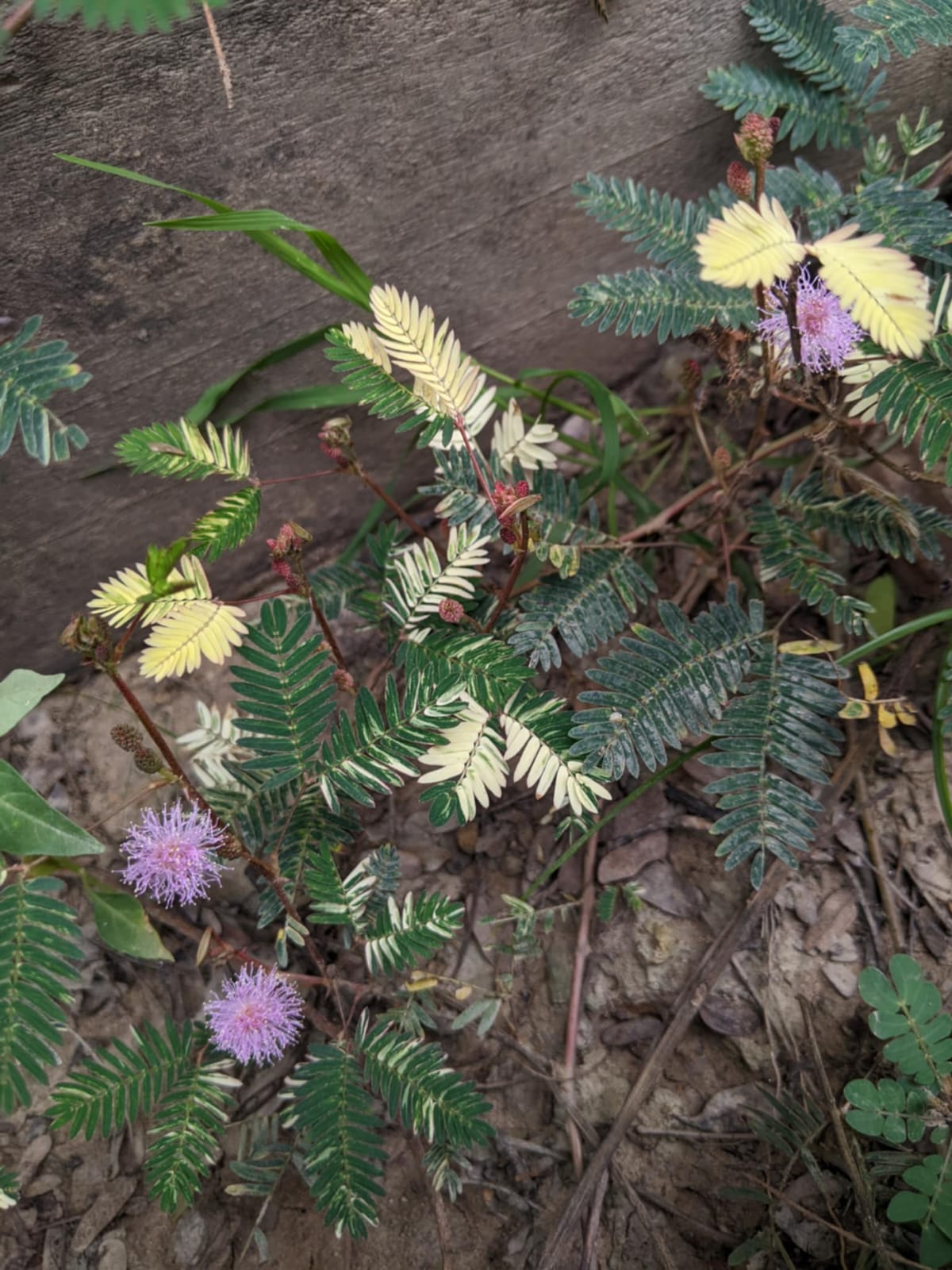 Variegated Mimosa pudica (Touch-Me-Not) – Set of 10 Seeds - Image 2