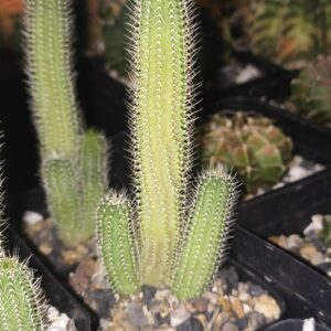 Tavaresia grandiflora (Seed Grown)