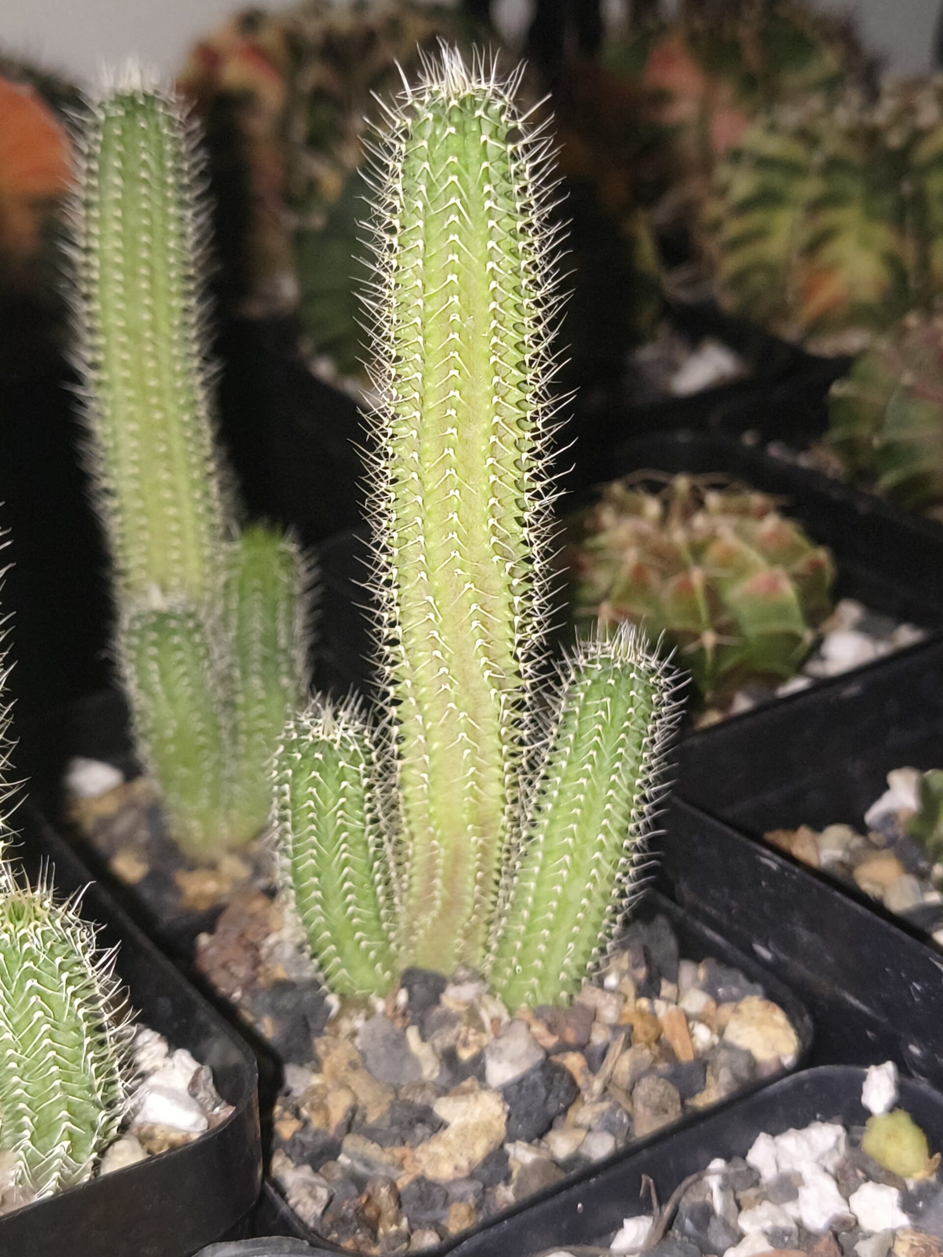 Tavaresia grandiflora (Seed Grown)