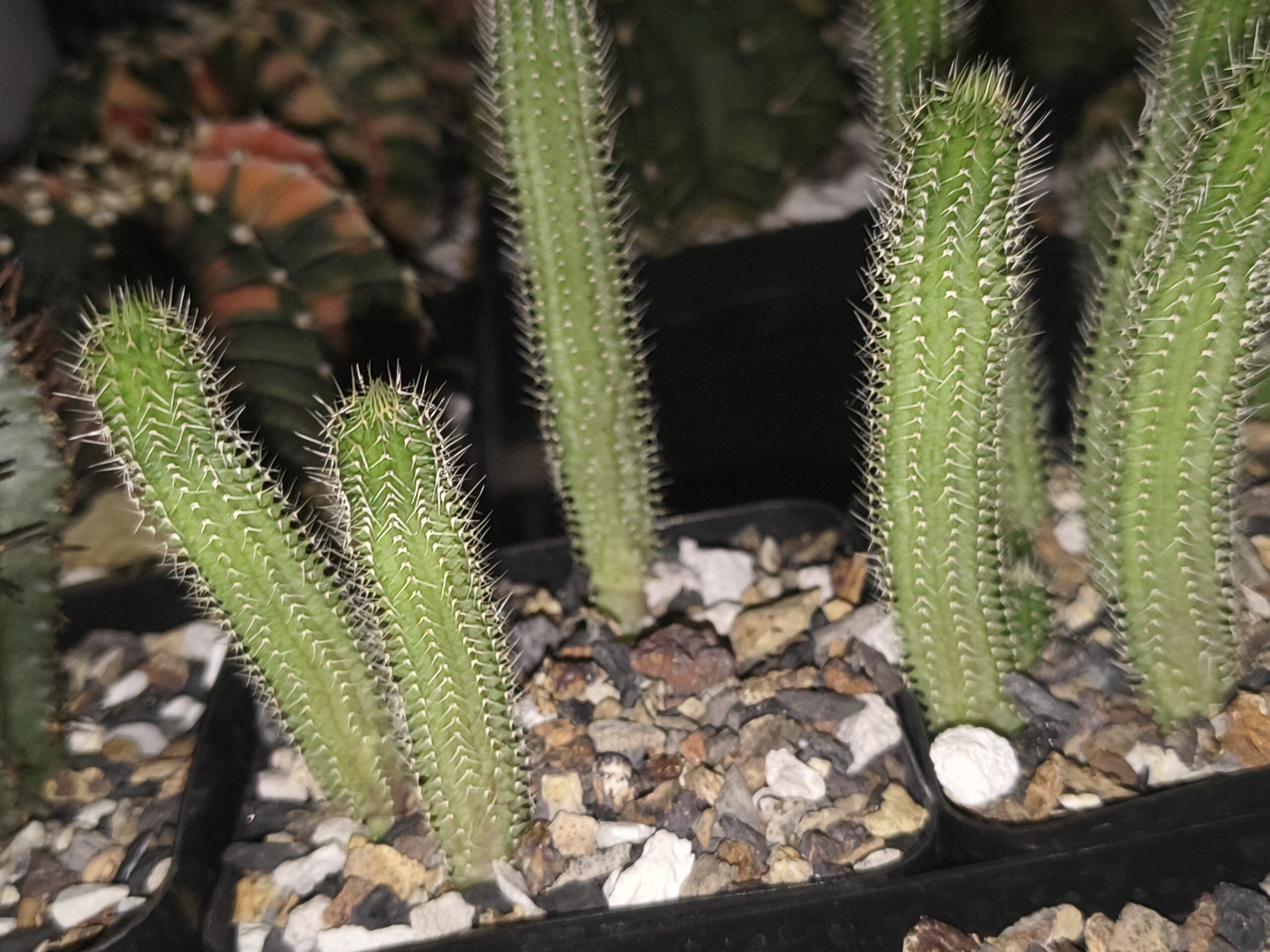 Tavaresia grandiflora (Seed Grown) - Image 2