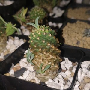 Euphorbia Sotetsu Kirin
