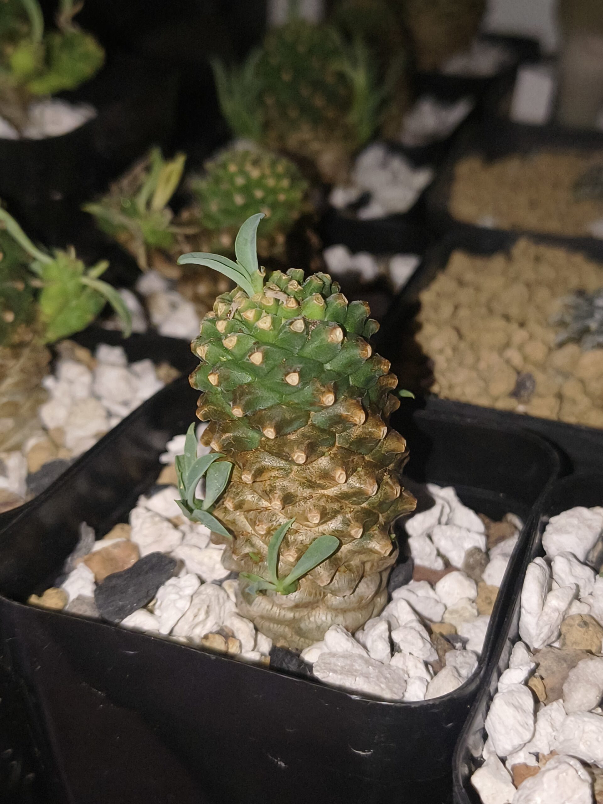 Euphorbia Sotetsu Kirin