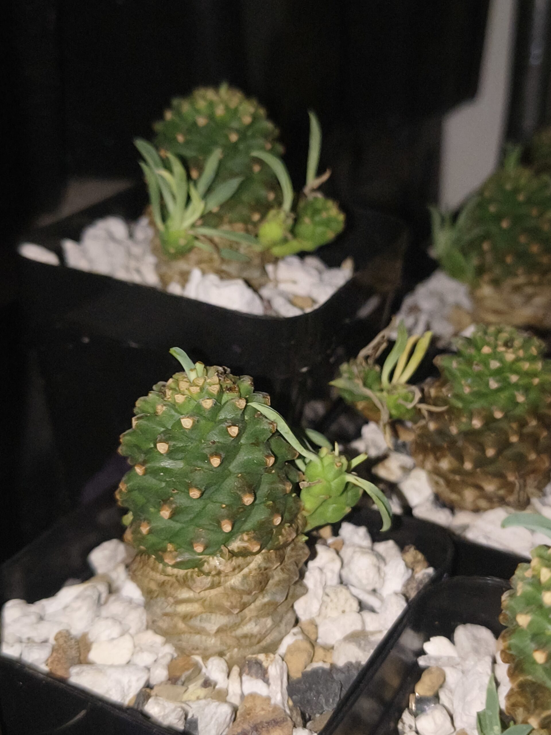 Euphorbia Sotetsu Kirin - Image 2