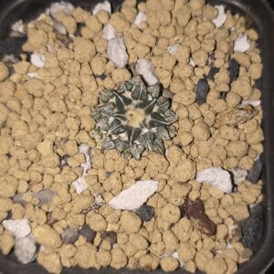 Ariocarpus kotschoubeyanus (Seed Grown)