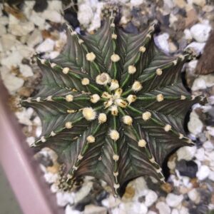 variegated Gymnocalycium LB single spine