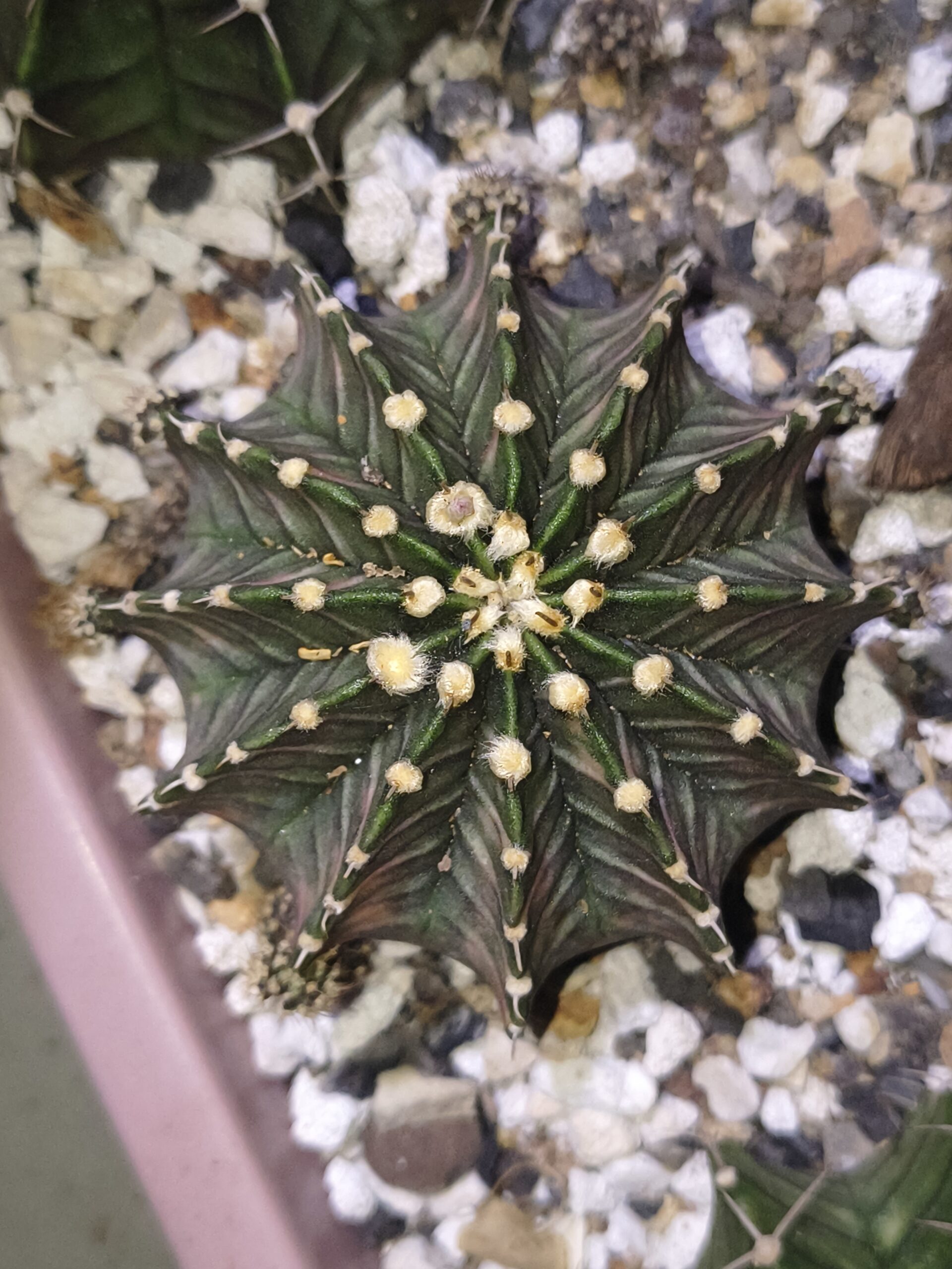 variegated Gymnocalycium LB single spine