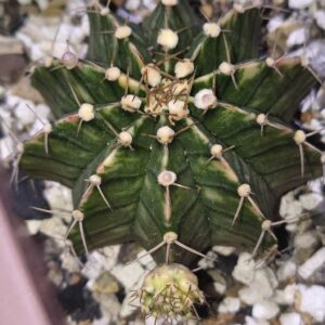 variegated Gymnocalycium