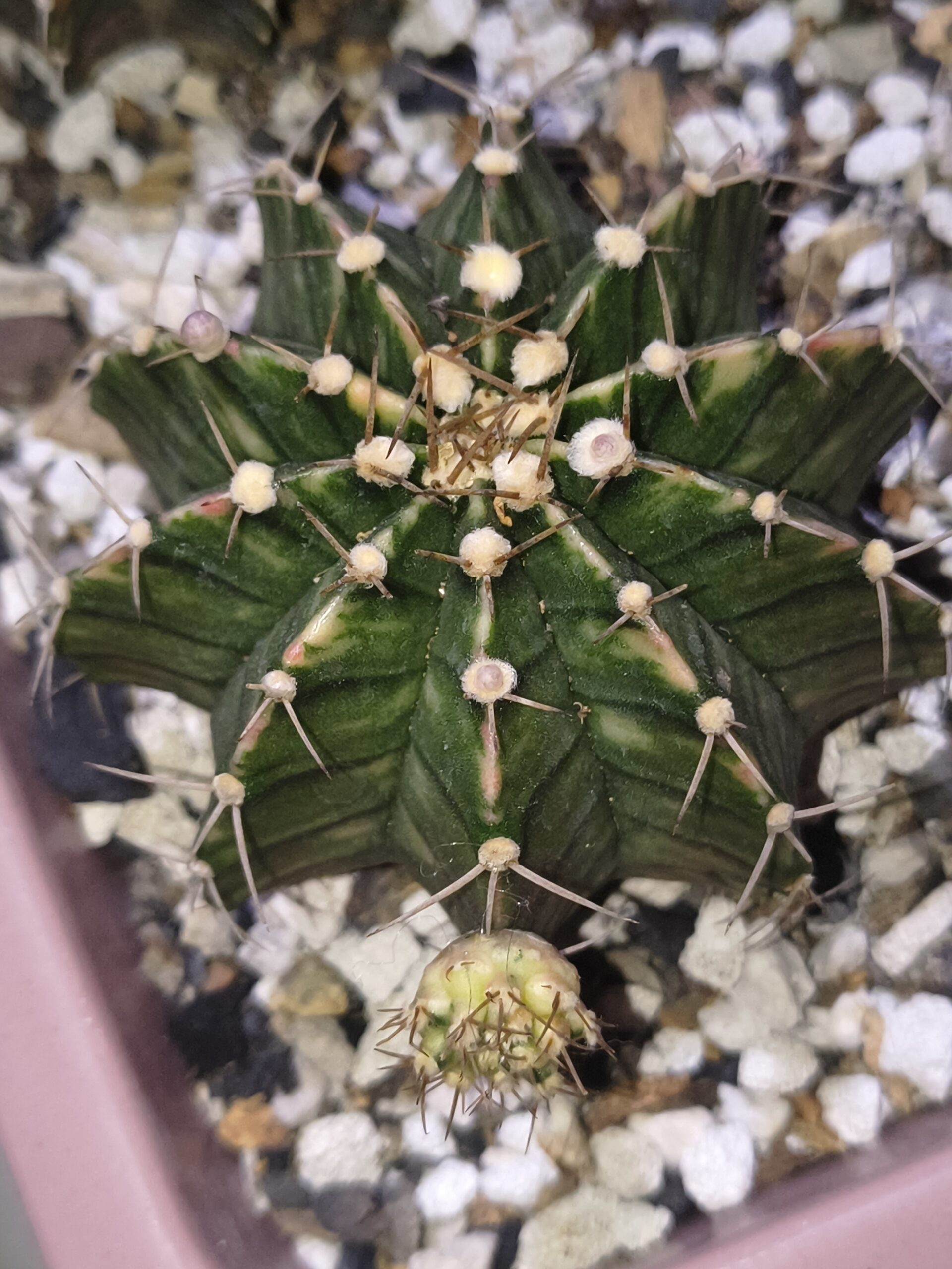variegated Gymnocalycium