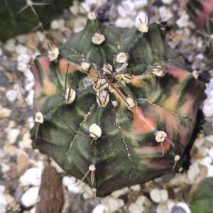 variegated Gymnocalycium