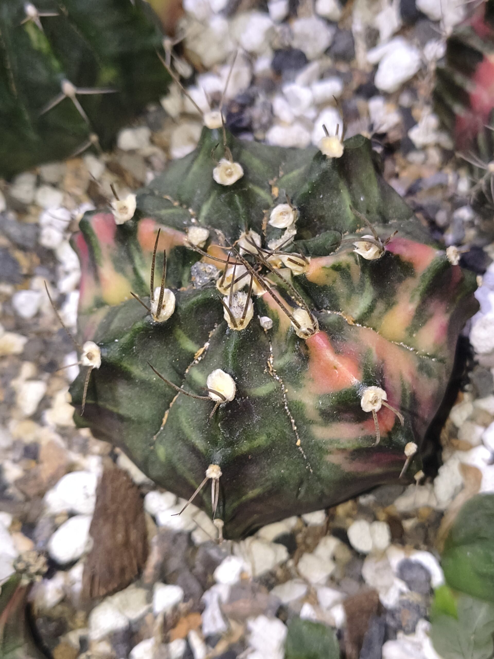 variegated Gymnocalycium
