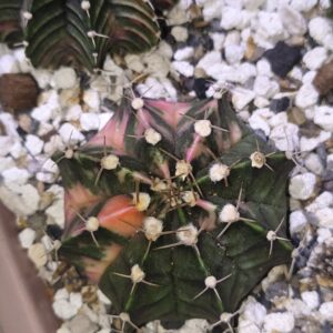 variegated Gymnocalycium