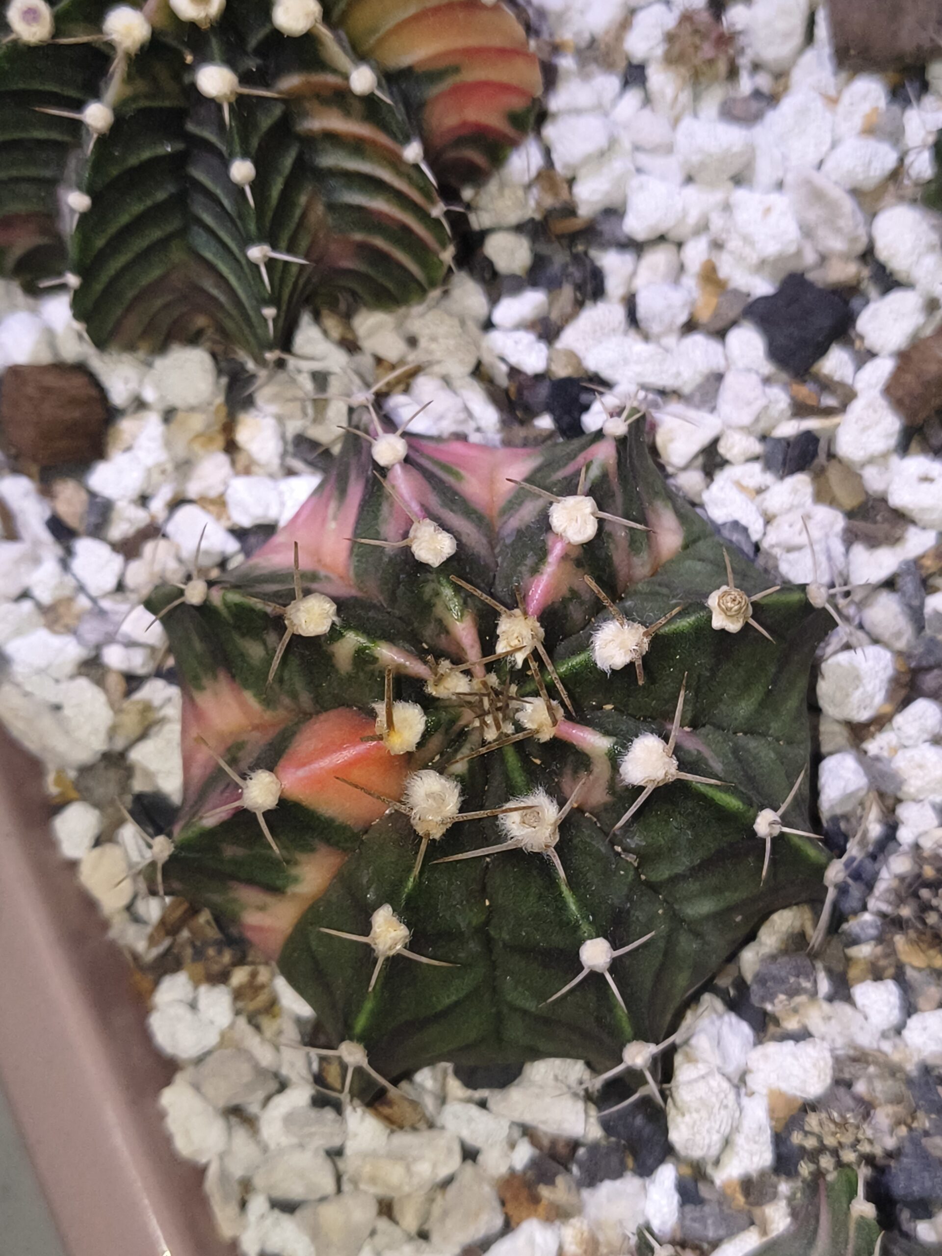 variegated Gymnocalycium