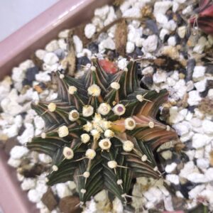 variegated Gymnocalycium