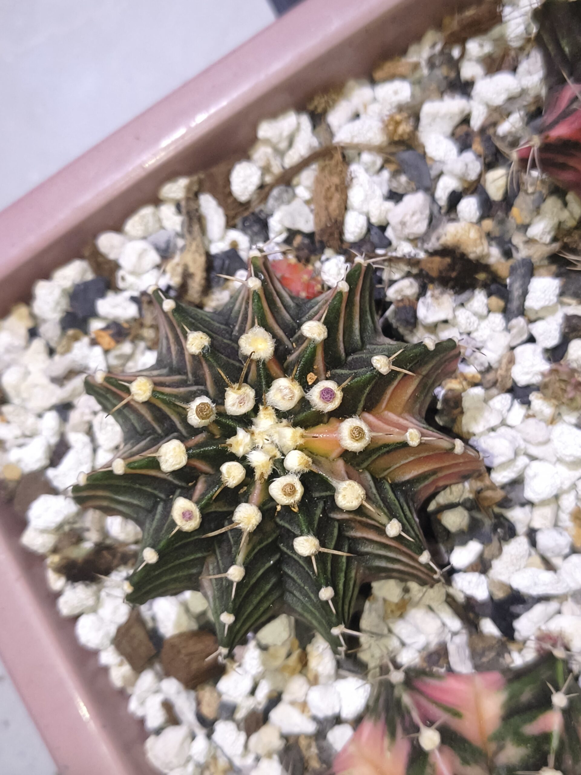 variegated Gymnocalycium