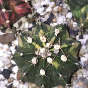 variegated Gymnocalycium