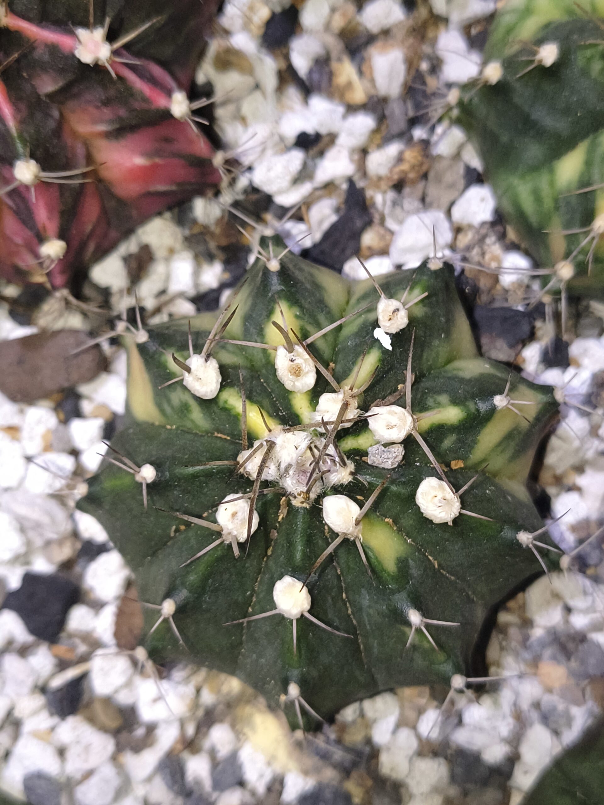 variegated Gymnocalycium