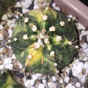 variegated Gymnocalycium