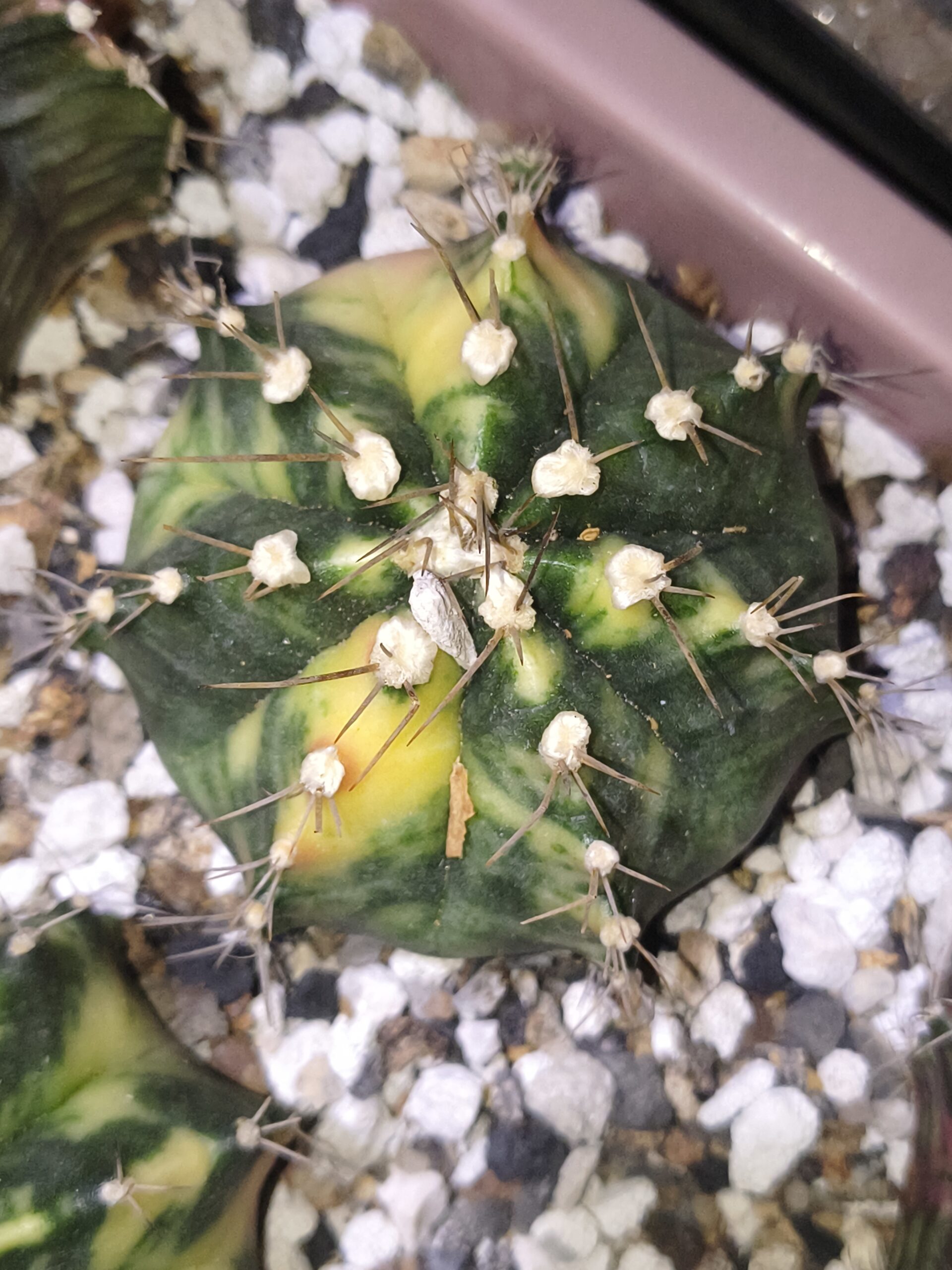 variegated Gymnocalycium