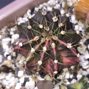 variegated Gymnocalycium mihanovichii