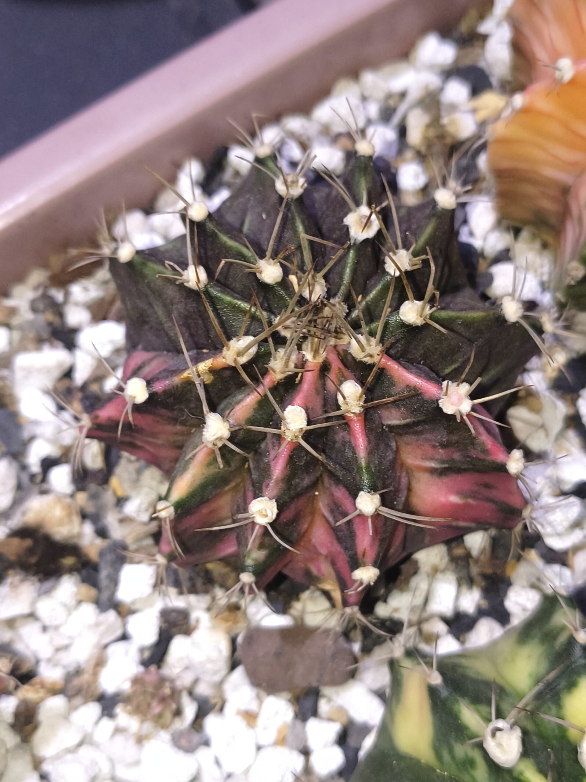 variegated Gymnocalycium mihanovichii