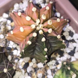 variegated Gymnocalycium