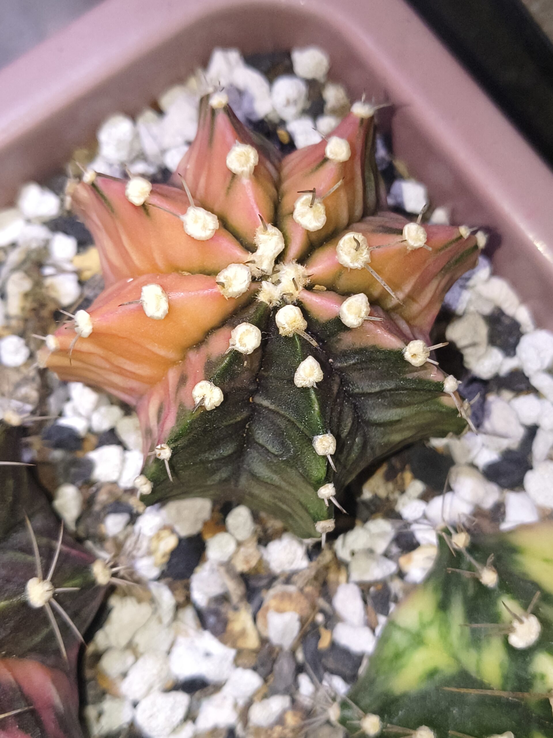 variegated Gymnocalycium