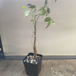 Commiphora unilobata (Seed Grown)
