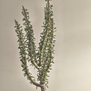 Ceraria namaquensis
