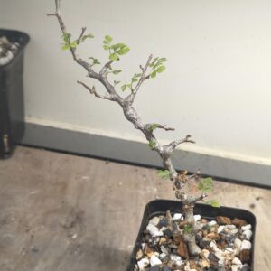 Commiphora sp. 'Eyl' Somalia (Cutting Grown)
