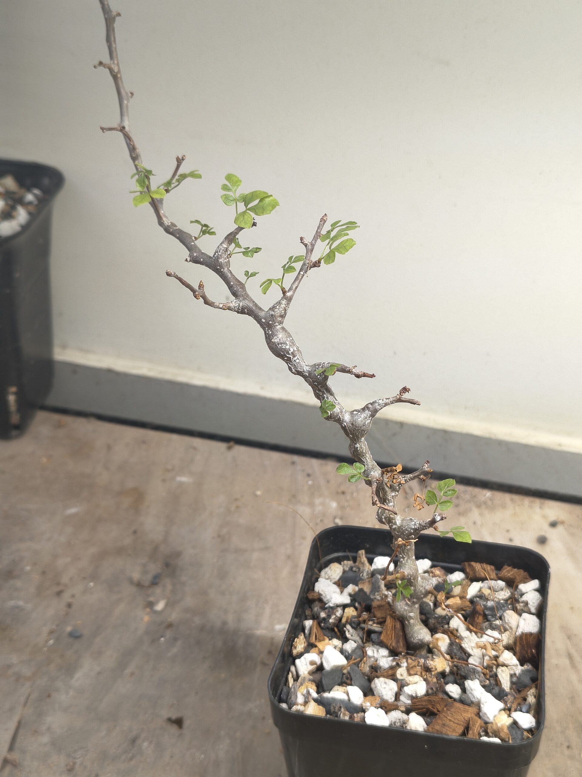 Commiphora sp. 'Eyl' Somalia (Cutting Grown)