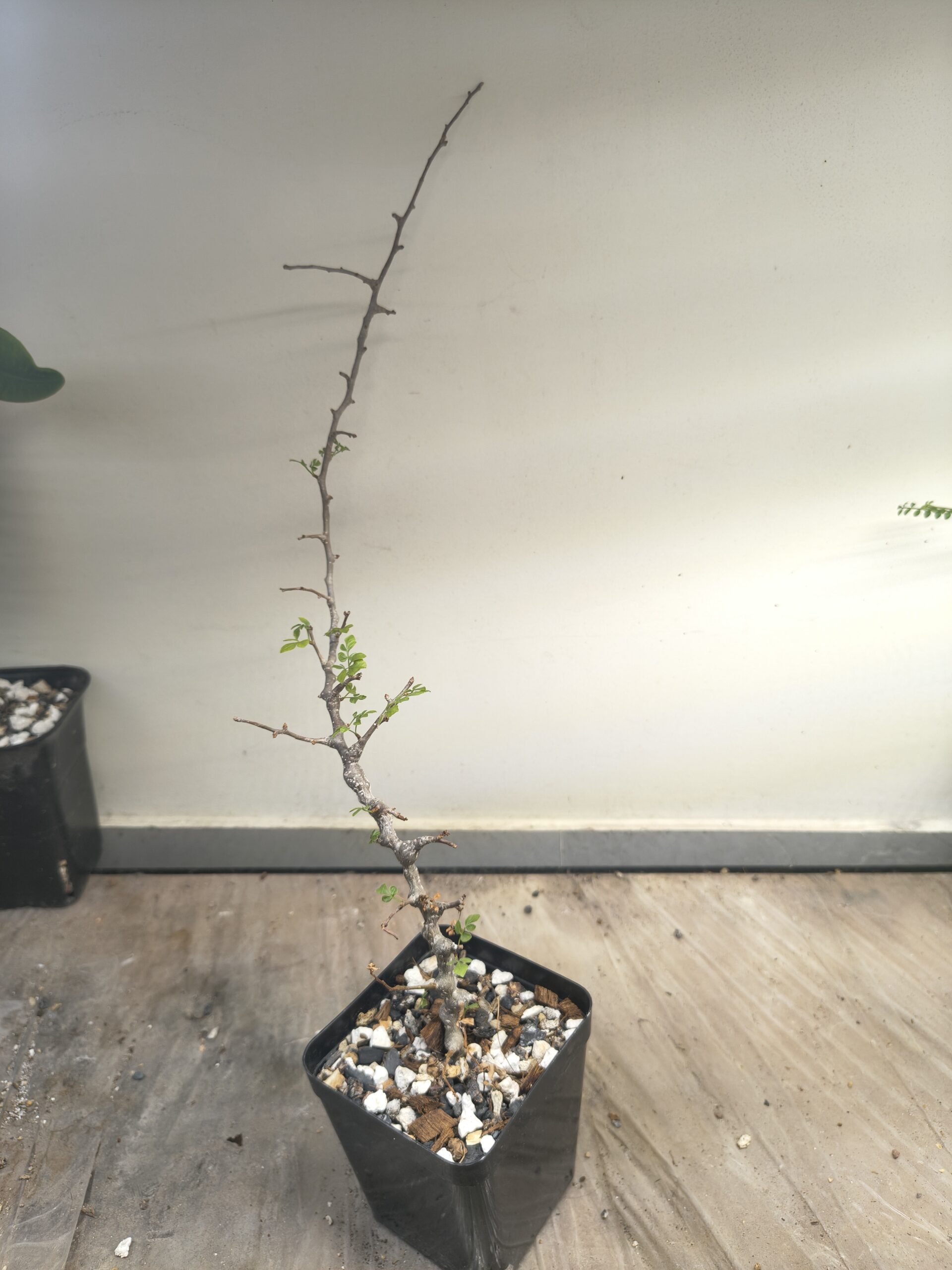 Commiphora sp. 'Eyl' Somalia (Cutting Grown) - Image 2