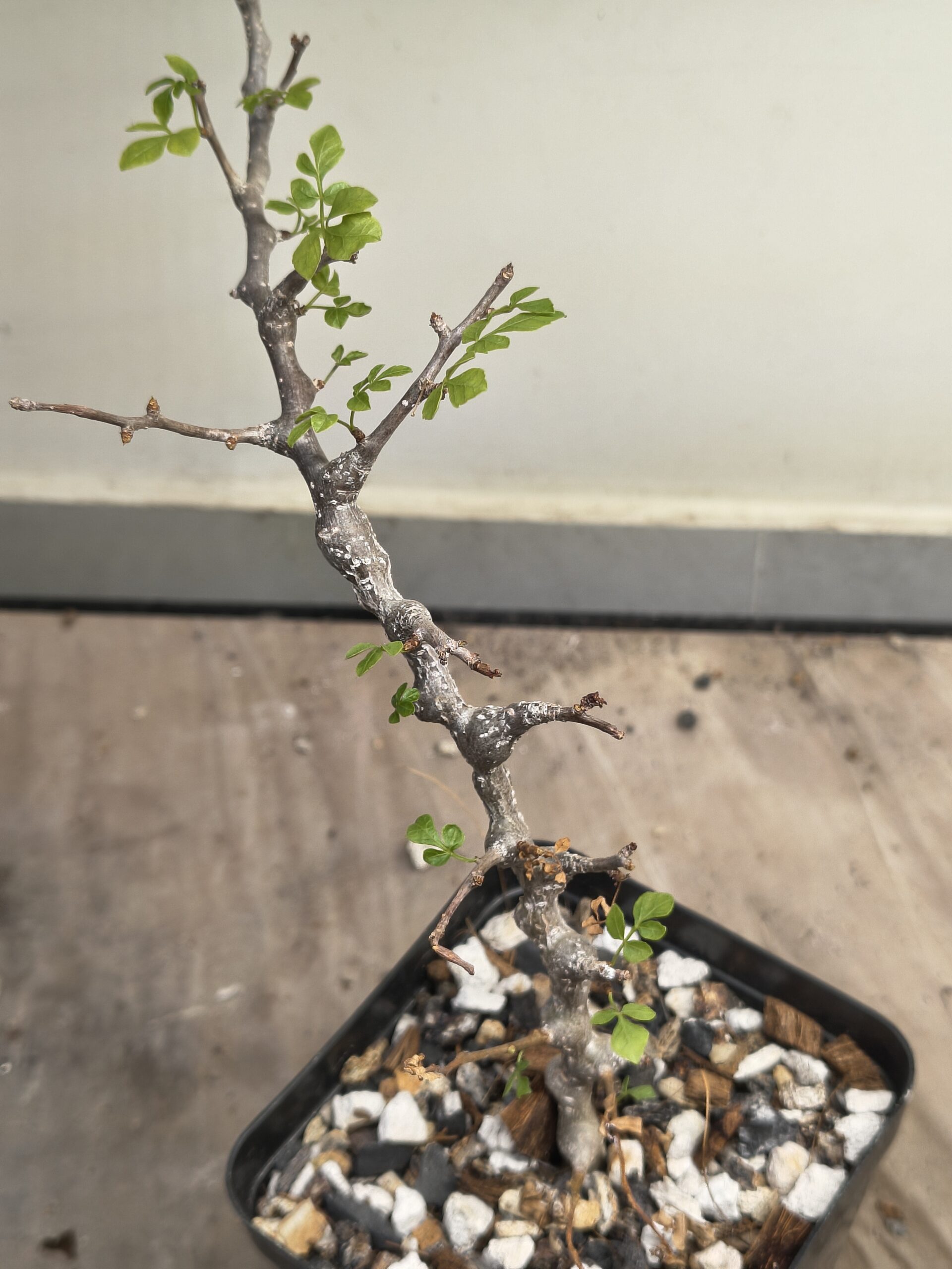 Commiphora sp. 'Eyl' Somalia (Cutting Grown) - Image 4