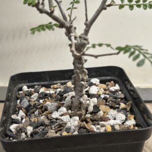 Operculicarya pachypus ( Seed Grown )