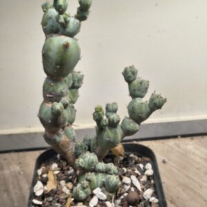 Tephrocactus 'Stacker'