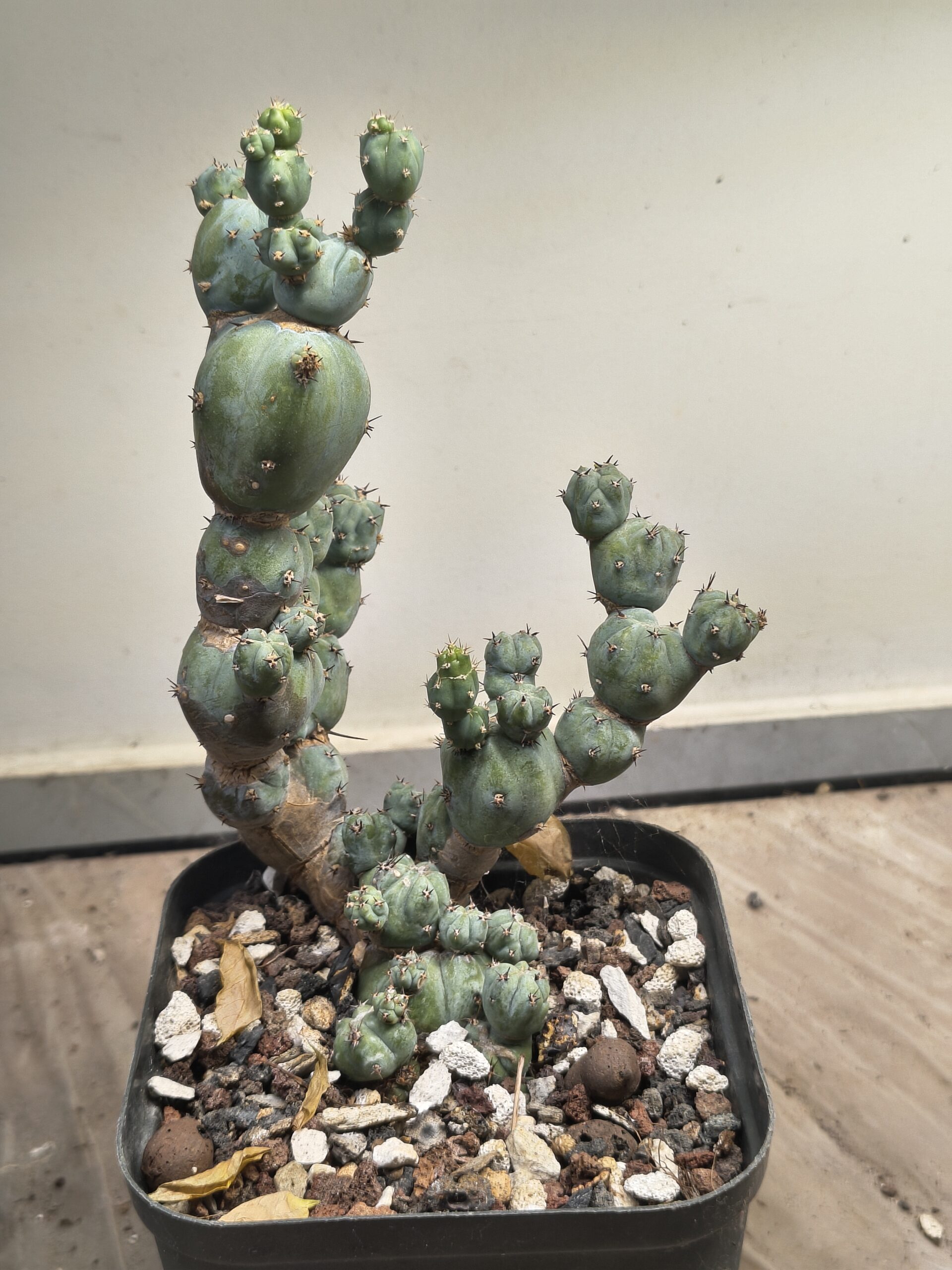 Tephrocactus 'Stacker'