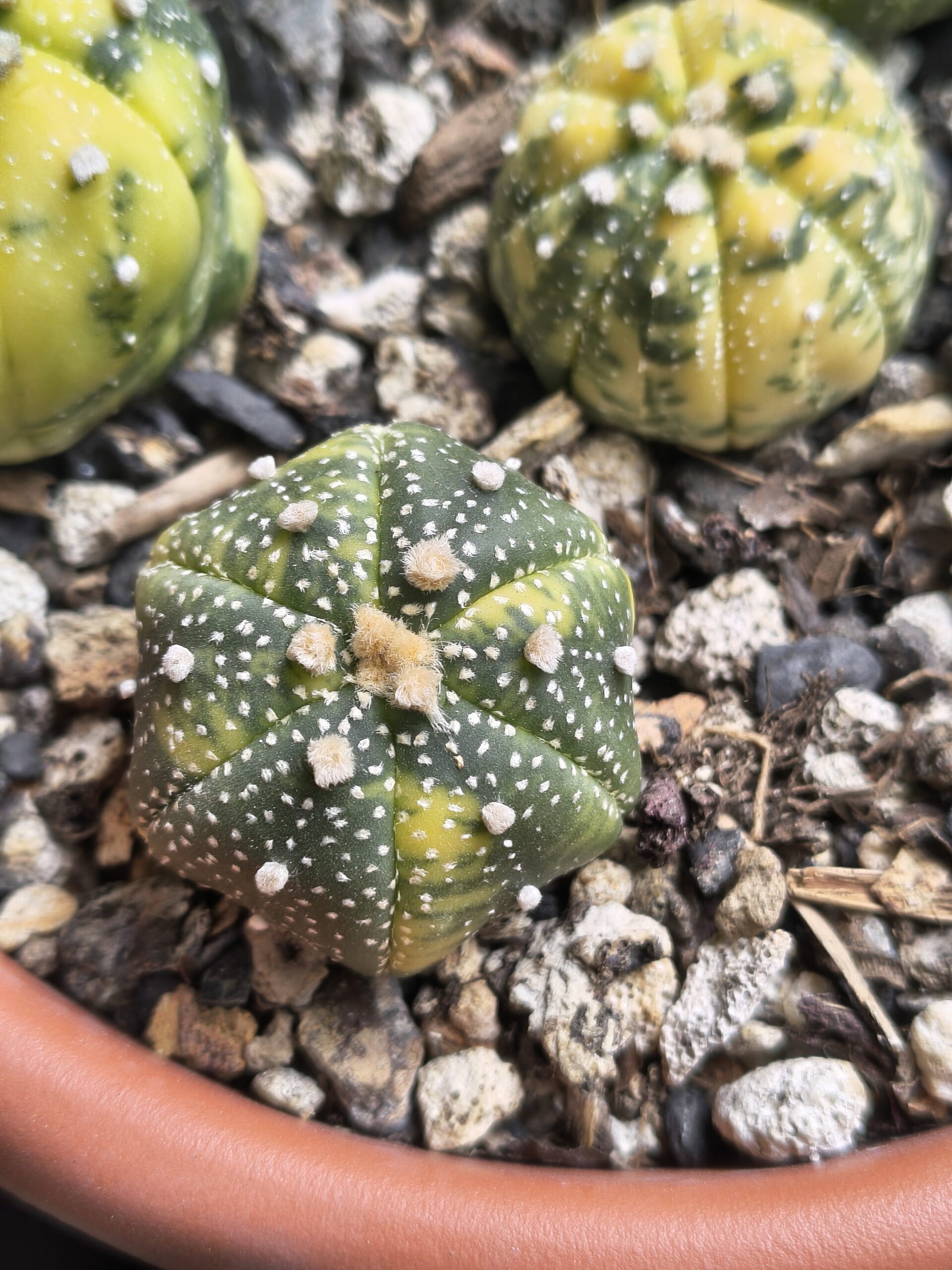 Variegated Astrophytum - Image 2
